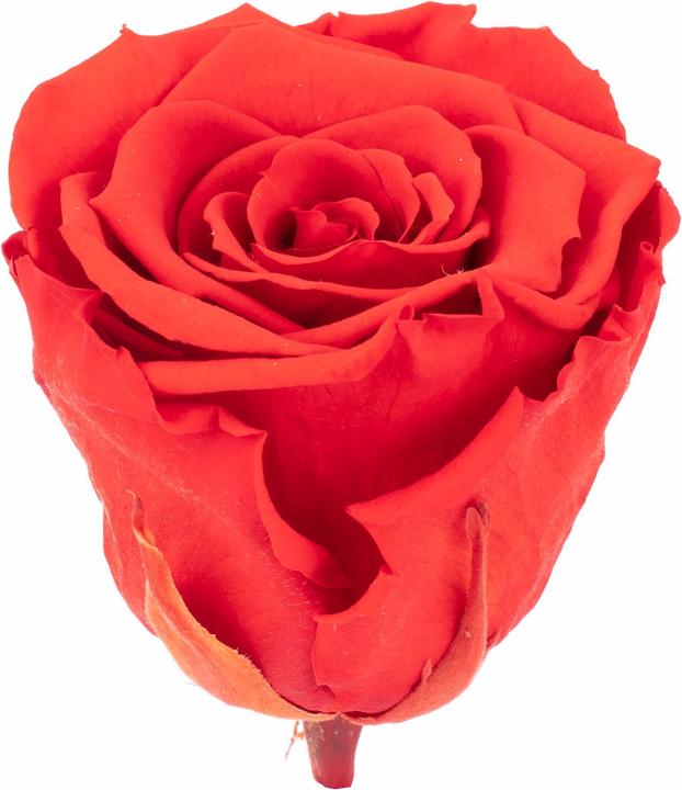 Produktbild Flowerbox 6er-Pack Infinity-Bloom konservierte Rosenköpfe XL (Infinity Blumen, 1x)