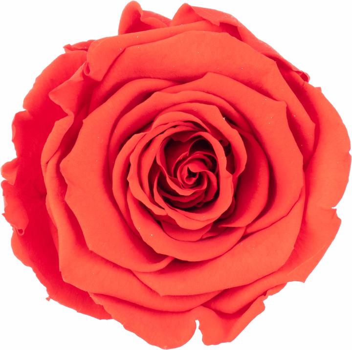 Produktbild Flowerbox 6er-Pack Infinity-Bloom konservierte Rosenköpfe XL (Infinity Blumen, 1x)