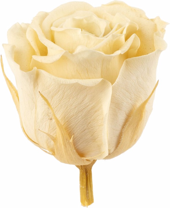 Produktbild Flowerbox 12er-Pack Infinity-Bloom konservierte Rosenköpfe MINI (Infinity Blumen)
