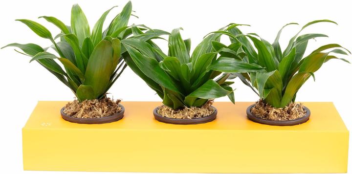 Image du produit Flowerbox Végétalisation murale carton - Sweet 3