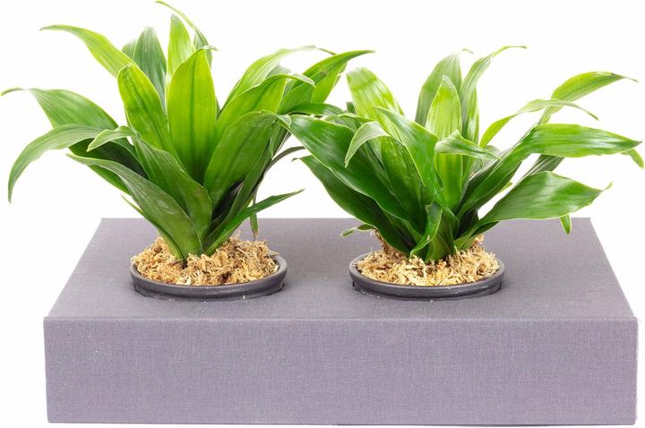 Image du produit Flowerbox Végétalisation murale carton - Sweet 2