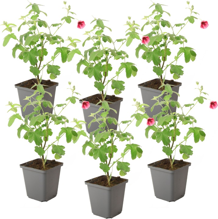 Produktbild Plant in a Box Anisodontea capensis 'El Rayo' - 6er-Set Kapmalve (25 cm)