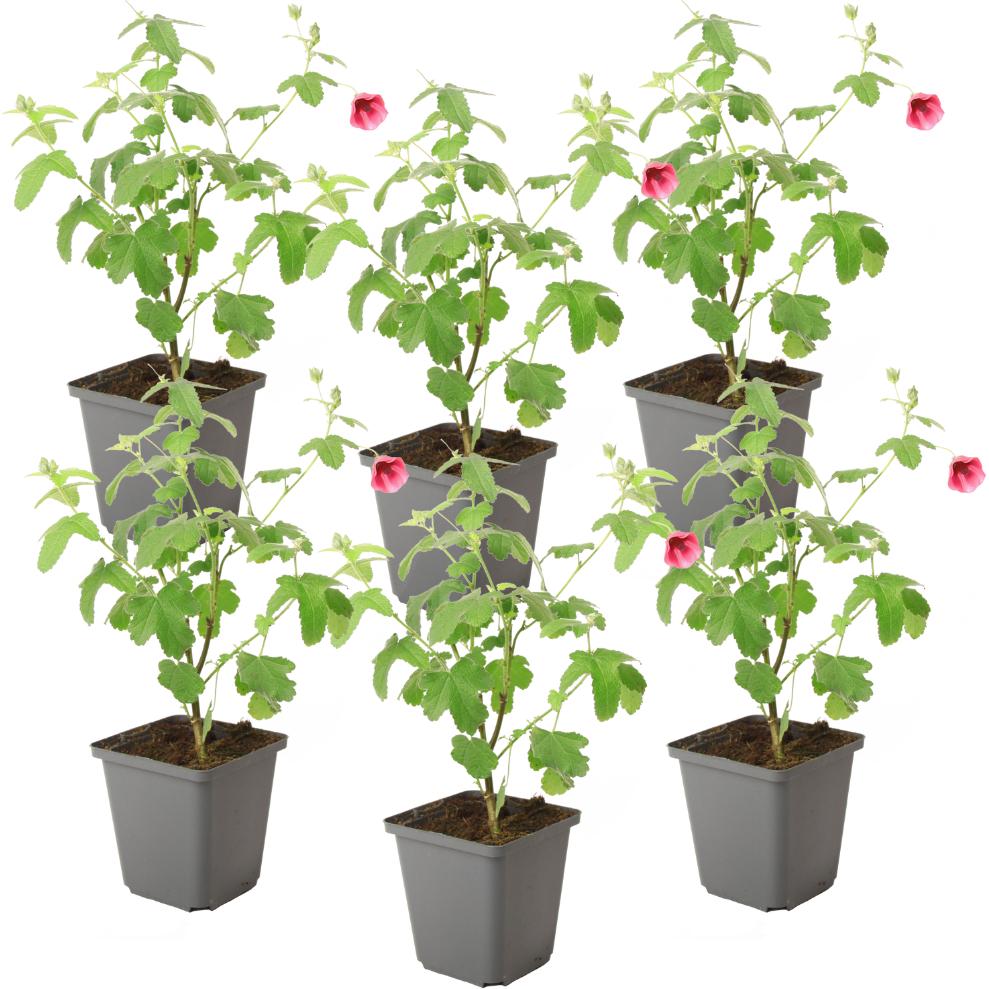 Plant in a Box, Pflanzen, Anisodontea capensis 'El Rayo' - 6er-Set Kapmalve (25 cm)