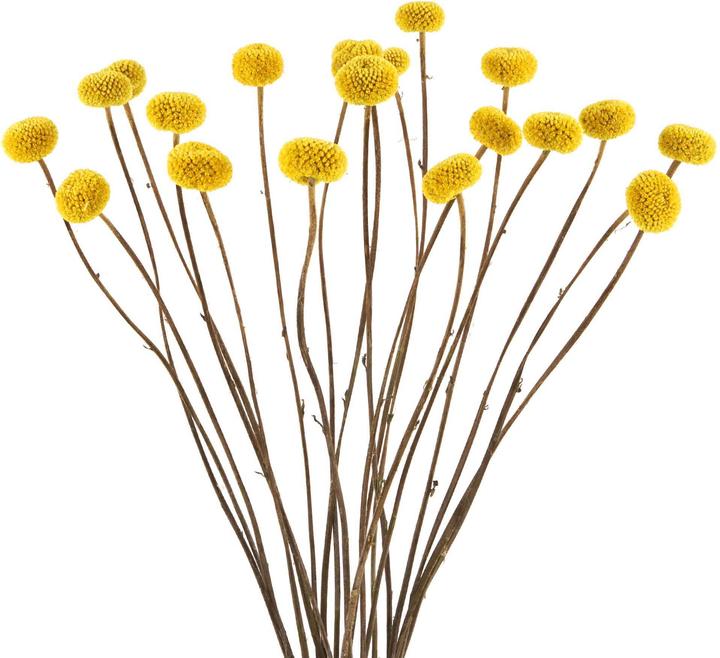 Geschenkkörbe CH Craspedia (Fiori secchi, 1x)