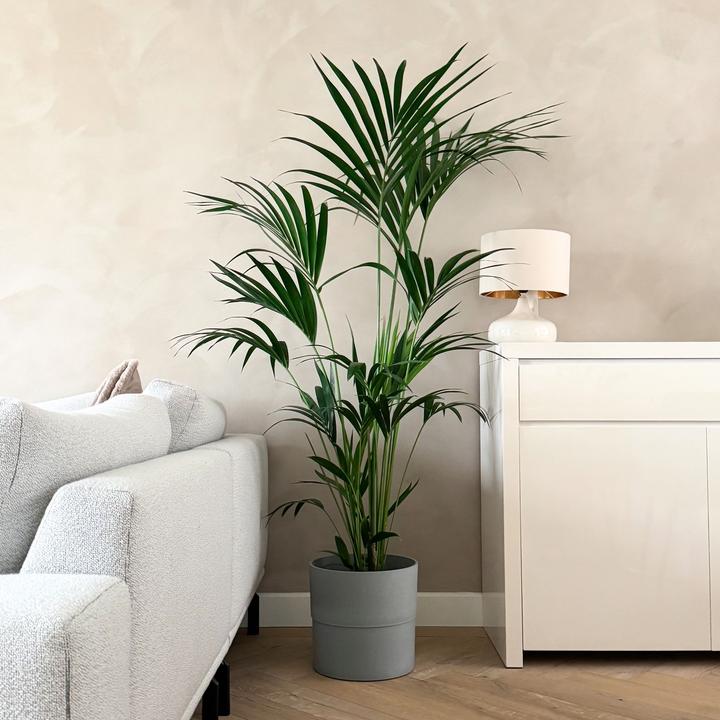 Produktbild Plant in a Box Howea forsteriana - Kentia Palme (170 cm)