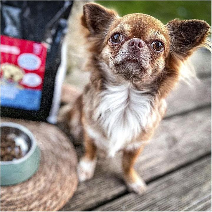 Produktbild Sollis Trockenfutter Hund Rind-Minis 500g (Adult, 1 Stk., 500 g)