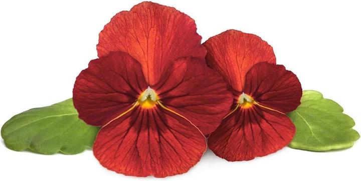 Actual product image Click and Grow Red Pansy Seeds 3-Pack