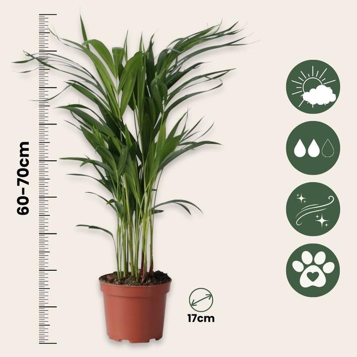 Immagine prodotto Plant in a Box Dypsis Lutescens - Palma da frutto d'oro Areca (60 cm)