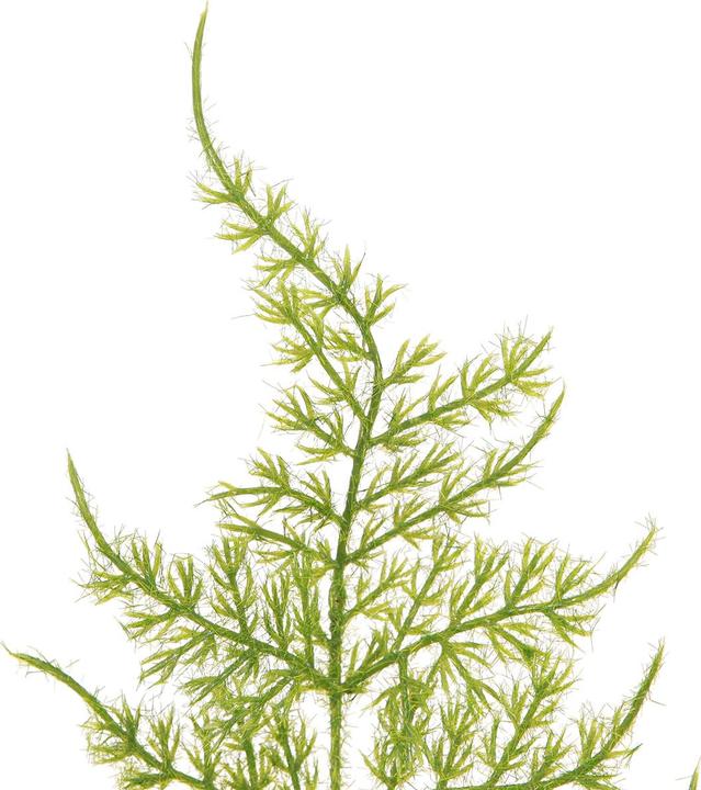 kaktus gufram Gufram Cactus - Grün - Limitiert 450/2000 main image 1