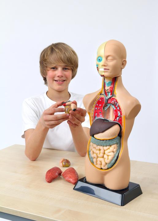 Produktbild Betzold Torso