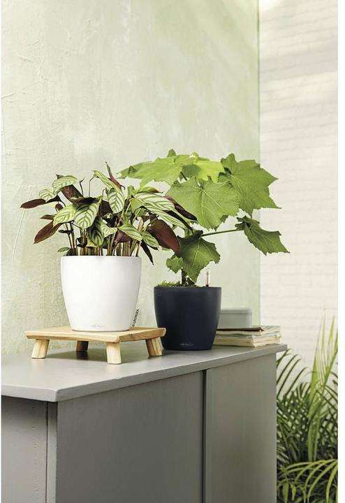 Immagine prodotto Lechuza Classico Color (27.50 cm)