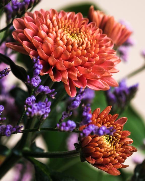 Image du produit feey So kunterbunt wie du Deluxe (Fleurs coupées, 17x)