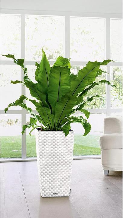 Immagine prodotto Lechuza Cubico Cottage (39.50 cm)