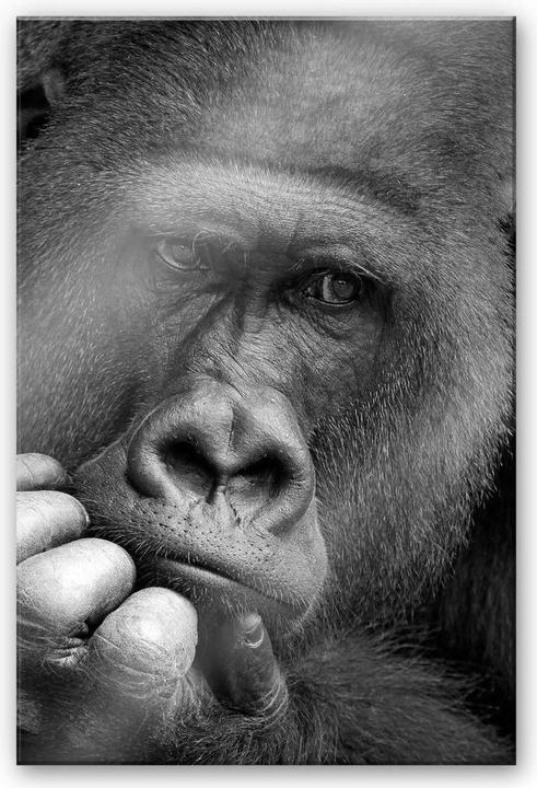 Produktbild Trenddeko Braun - Der Gorilla (40 x 60 cm)