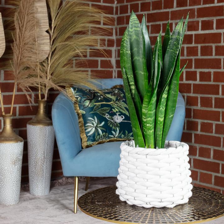 Actual product image Flowerbox Bogenhanf - Sansevieria trif. Black Coral