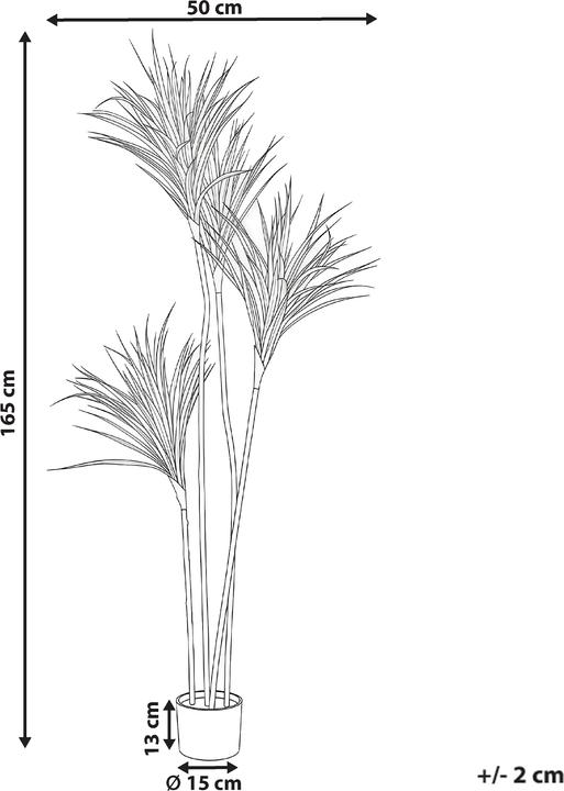 Produktbild Beliani Dracaena Draco (165 cm)