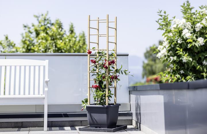 Produktbild Windhager Hochbeet Holz-Rankhilfe Pyramide 50x50x14 5cm (145 cm, 50 cm)