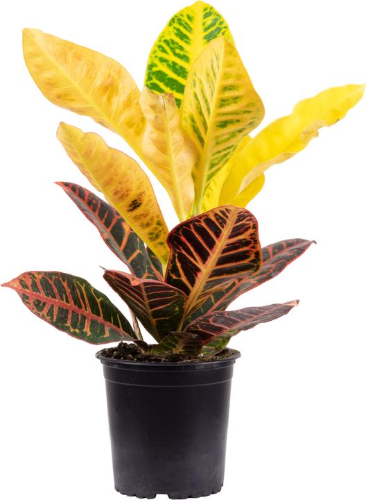 Produktbild Flowerbox Wunderstrauch "Petra" - Codiaeum Petra (20 cm)