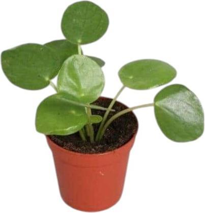 Produktbild Plantlovers Pilea Peperomioides (Glückstaler) (15 cm, Tierfreundlich)