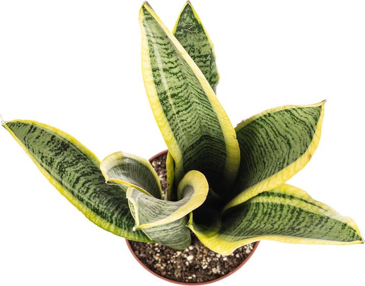 Actual product image Flowerbox Curved hemp - Sansevieria trifasciata Laurentii (35 cm)