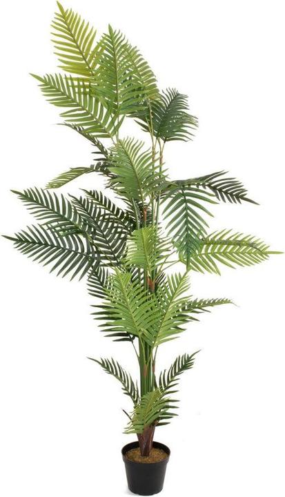 Immagine prodotto Europalms Palma Areca (180 cm)