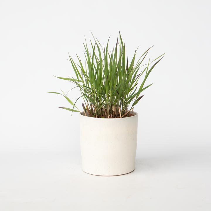 Produktbild Plant in a Box Panicum virgatum 'Squaw' - Rutenhirse (30 cm)