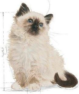 Produktbild Royal Canin Instinctive (Junior, 1 Stk., 85 g)