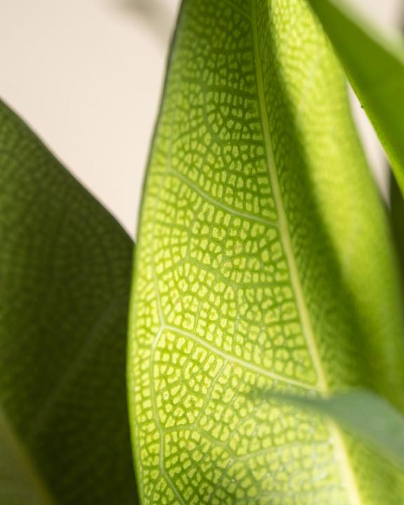 Image du produit feey Afrikanischer Feigenbaum (60 cm, Fraîchement rempotés)