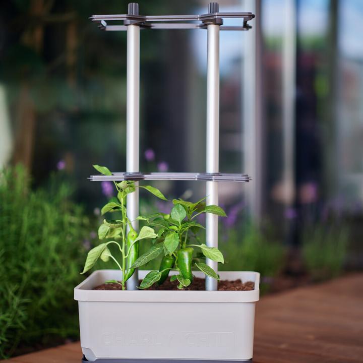 Produktbild Gusta Garden Charly Chili (27.50 cm)