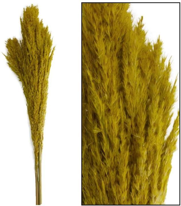 Image du produit Dijk Wild reed plume Vinz (Fleurs séchées)