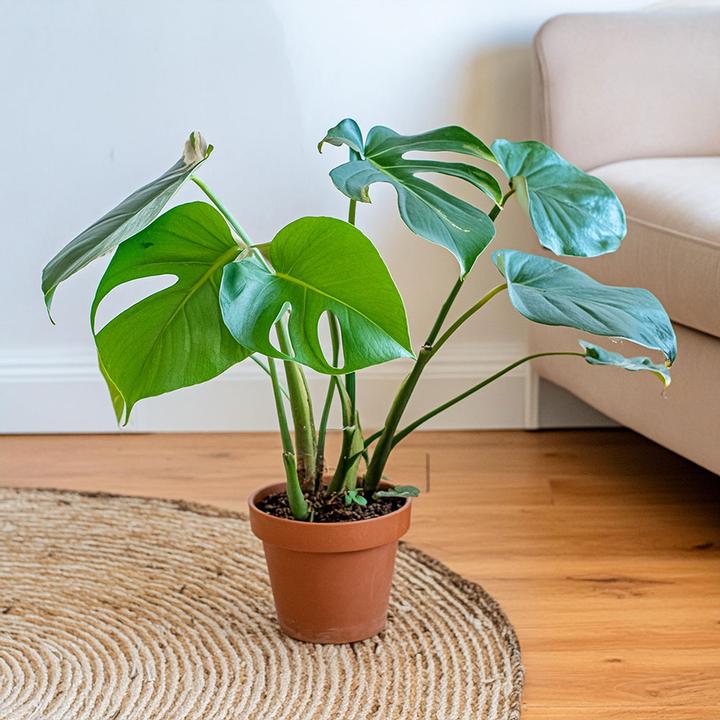 Actual product image VEG and the City Lanai (Fensterblatt - Monstera deliciosa) (30 cm)