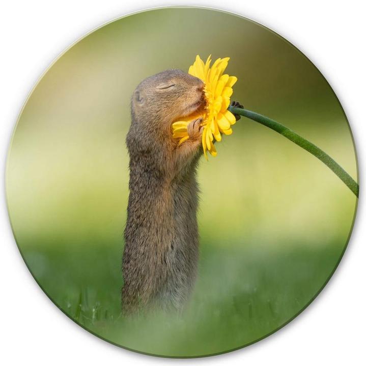 Immagine prodotto Trenddeko van Duijn - Gopher odora di fiori (Ø 70 cm)