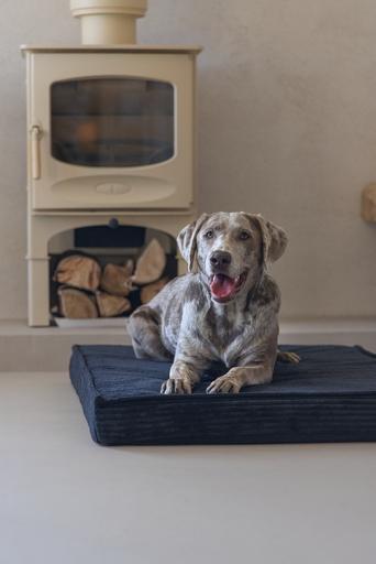 Image du produit Designed by Lotte Coussin pour cage Orthopaed Ribbed (Chien)