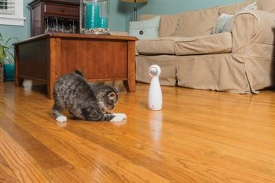 Produktbild PetSafe Bolt (Katzenminzespielzeug)