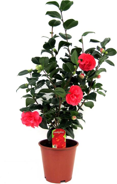 Actual product image Plant in a Box Camellia japonica Lady Campbell - Kamelie (60 cm)