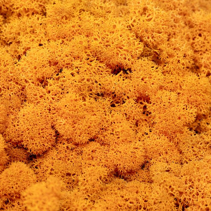 Produktbild Flowerbox Islandmoos