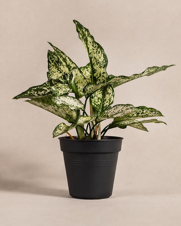 Produktbild feey Aglaonema Kiwi (25 cm, Frisch umgetopft)
