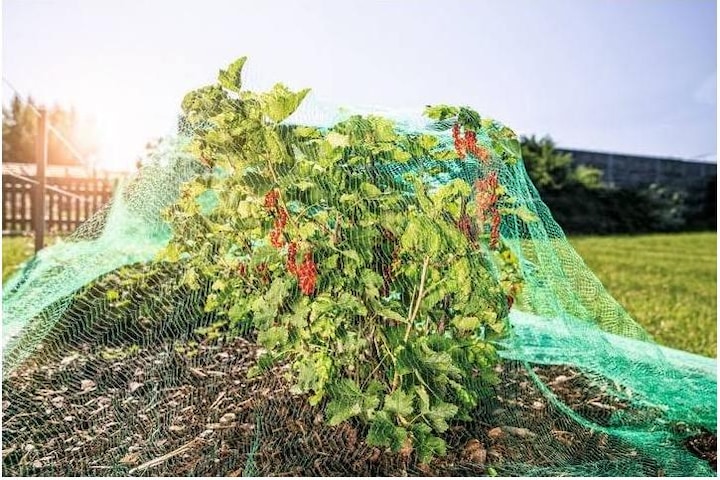 Productafbeelding Windhager Vogelbeschermingsnet
