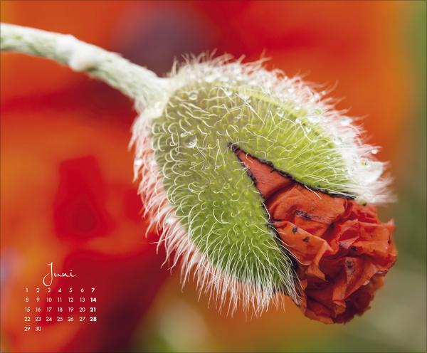 Produktbild FloralArt2026 (Querformat)