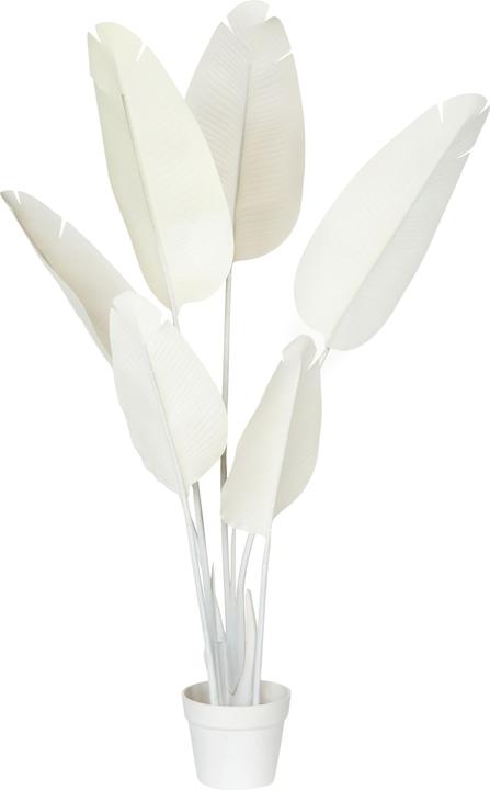 Immagine prodotto Beliani Banana Tree (123 cm)