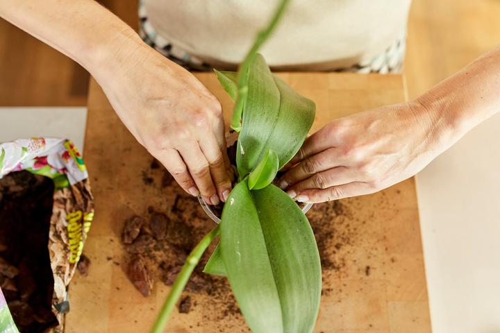 Image du produit Migros-Bio Garden Terreau à orchidées (3 l)