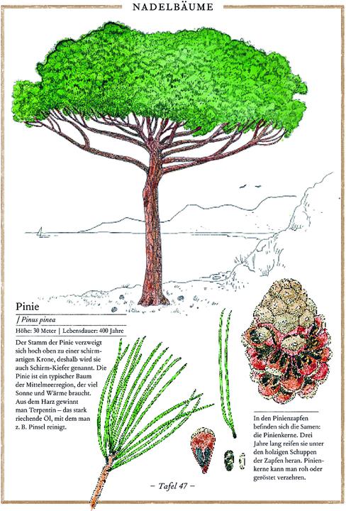 Immagine prodotto Birke, Buche, Baobab (Tedesco, Virginia Aladjidi, 2013)