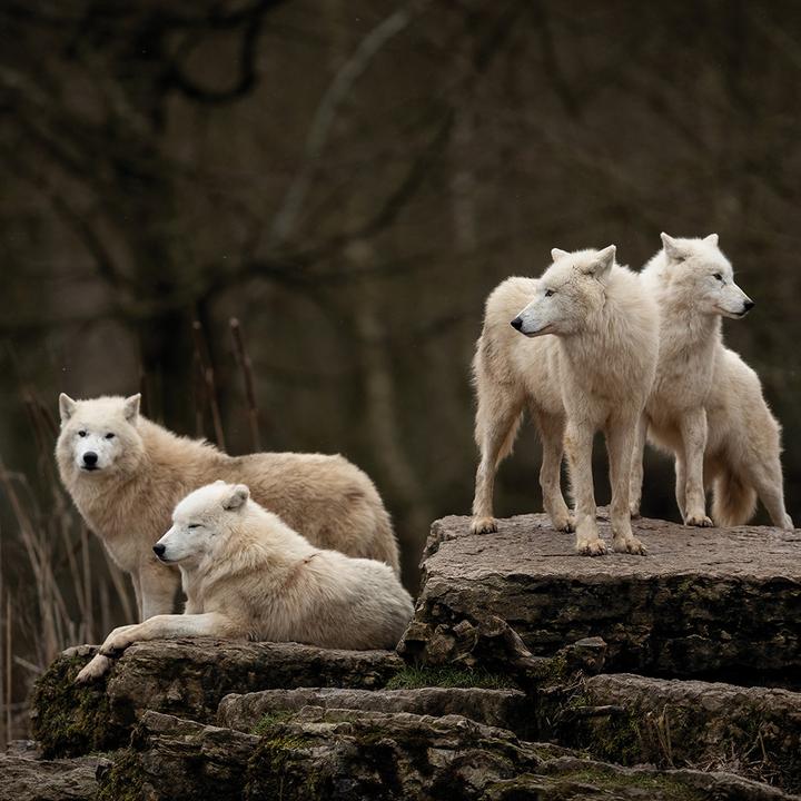 Produktbild Wolves 2024