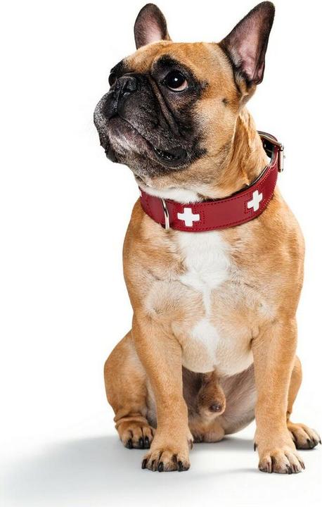 Actual product image Hunter Collar Swiss genuine leather (Dog, General)