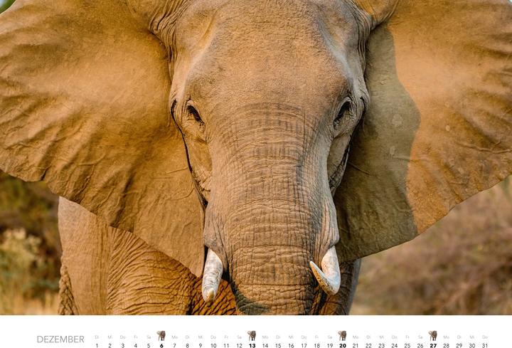 Produktbild Elefanten Kalender 2026