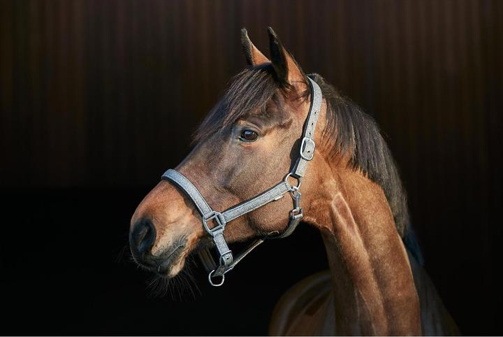 Immagine prodotto Horse Guard Lex halter