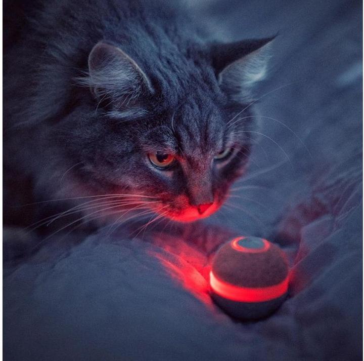 Produktbild Cheerble M1 Interactive (Ballspielzeug Katze)