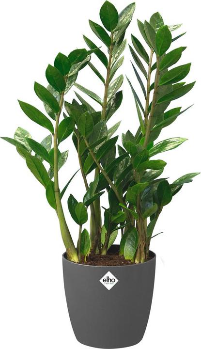 Produktbild Elho Brussels (35 cm)