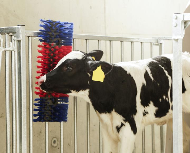 Image du produit Kerbl Brosse à gratter (Cheval)