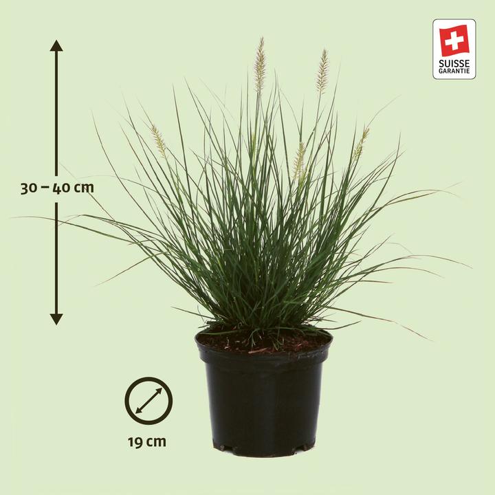 Produktbild Zulauf Federborstengras / Pennisetum alopecuroides 'Hameln' (25 cm)